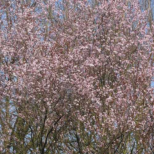 Prunus cerasifera Nigra - Purple Leaf Plum - Future Forests