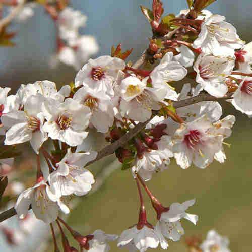 Prunus incisa Kojo-no-mai