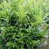Prunus laurocerasus Caucasica - Future Forests