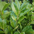 Prunus laurocerasus Rotundifolia - Cherry Laurel - Future Forests