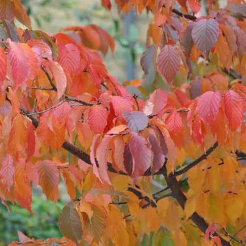 Prunus serrula - Tibetan cherry - Future Forests