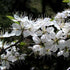Prunus spinosa - Blackthorn - Future Forests