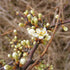 Prunus spinosa - Blackthorn - Future Forests
