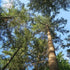 Pseudotsuga menziesii - Douglas fir - Future Forests