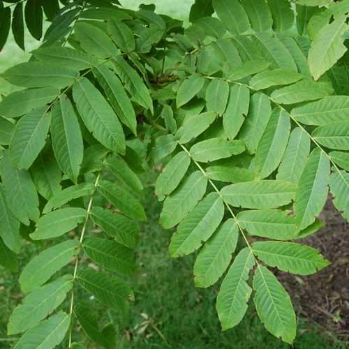 Pterocarya rhoifolia - Japanese Wingnut - Future Forests