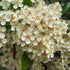 Pyracantha 'Soleil d'Or' - Future Forests