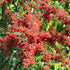 Pyracantha coccinea 'Red Column' - Future Forests