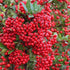 Pyracantha coccinea 'Red Column' - Future Forests