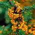 Pyracantha 'Soleil d'Or' - Future Forests