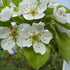Pyrus communis - Wild Pear - Future Forests