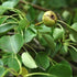 Pyrus communis - Wild Pear - Future Forests
