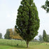 Quercus robur Fastigiata Koster - Future Forests