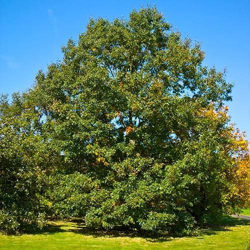 Quercus velutina 