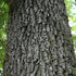 Quercus velutina 