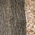 Quercus Acutissima - Sawtooth Oak - Future Forests