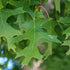 Quercus Buckleyi - Texas Red Oak - Future Forests