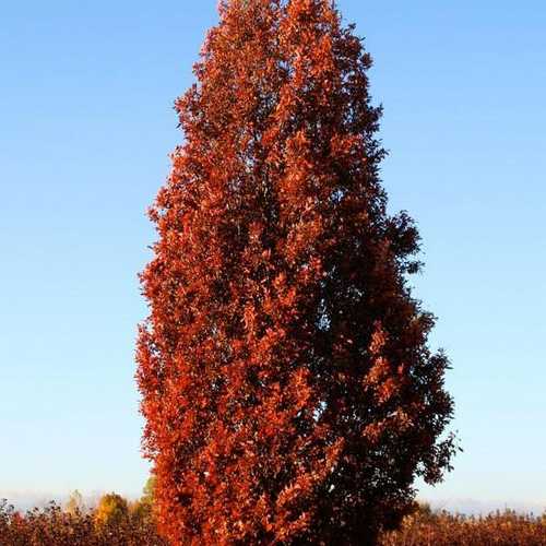 Quercus Crimson Spire - Future Forests