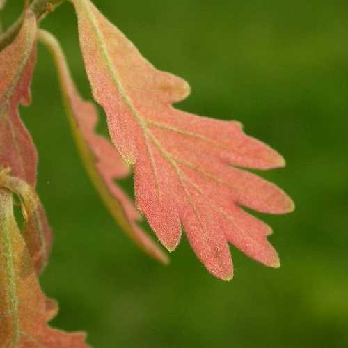 Quercus alba - White Oak - Future Forests