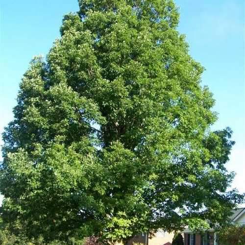 Quercus alba - White Oak - Future Forests