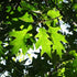 Quercus coccinea Splendens - Scarlet Oak - Future Forests