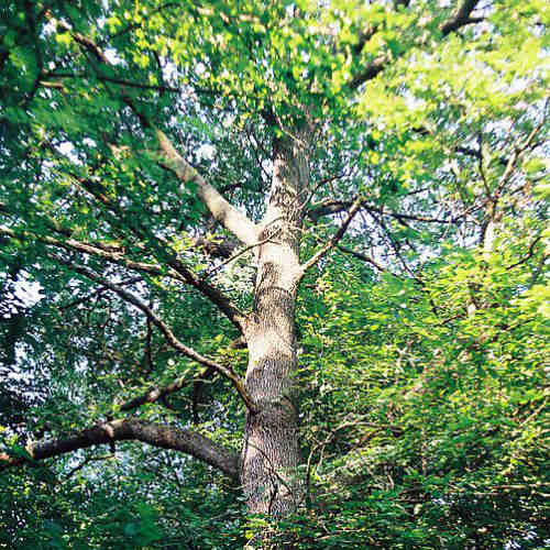 Quercus frainetto - Hungarian Oak