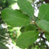 Quercus ilex - Holm Oak - Future Forests