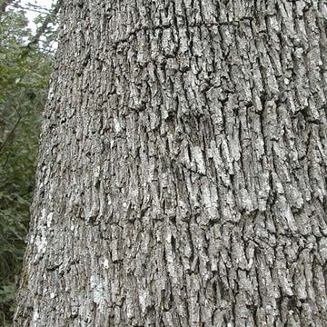 Quercus ilex - Holm Oak – Future Forests