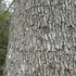 Quercus ilex - Holm Oak - Future Forests