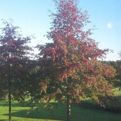 Quercus palustris - Pin Oak - Future Forests