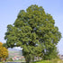 Quercus petraea - Sessile Oak - Future Forests