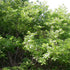 Quercus petraea - Sessile Oak - Future Forests