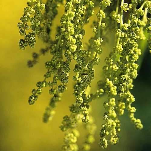 Quercus petraea - Sessile Oak - Future Forests