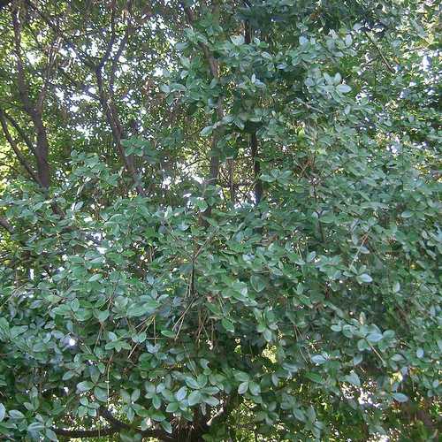 Quercus phillyraeoides - Black Ridge Oak - Future Forests