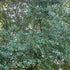 Quercus phillyraeoides - Black Ridge Oak - Future Forests