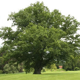 Quercus robur - Common Oak – Future Forests