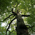 Quercus robur - Common Oak - Future Forests