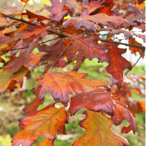 Quercus rubra - Red Oak - Future Forests