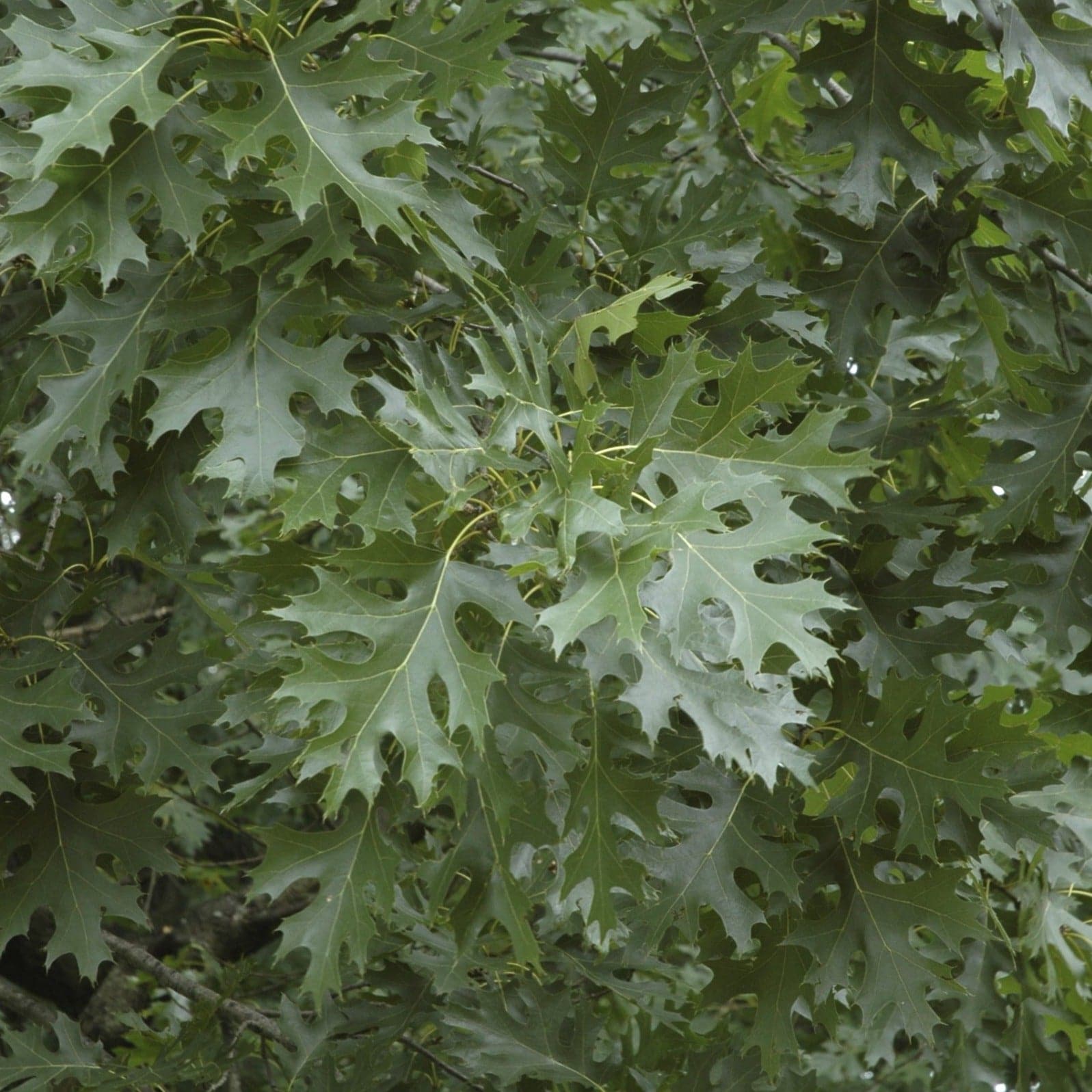 Quercus shumardii - Shumard Oak