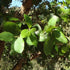 Quercus suber - Cork Oak - Future Forests