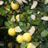 Quince Serbian Gold - Future Forests