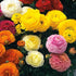 Ranunculus asiaticus - Mixed varieties - Future Forests