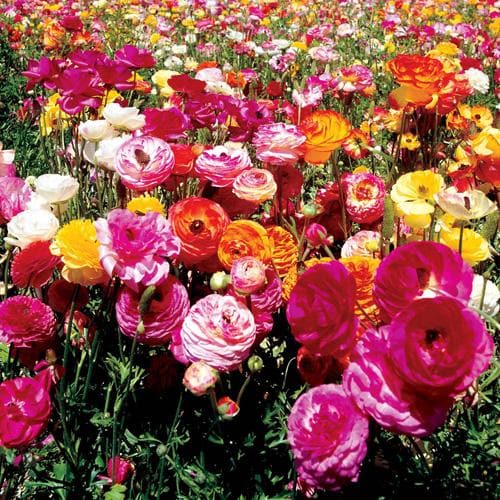 Ranunculus asiaticus - Mixed varieties - Future Forests