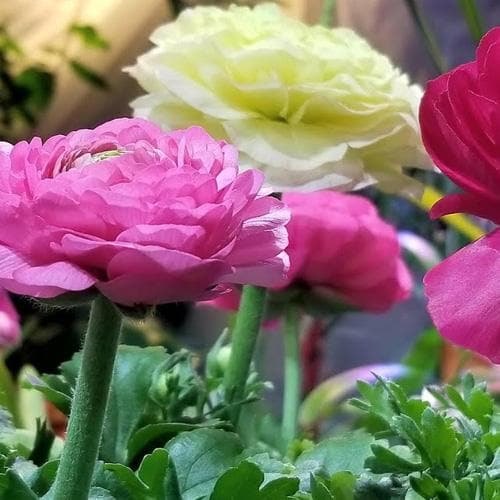 Ranunculus asiaticus - Mixed varieties - Future Forests