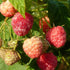 Raspberry Heritage - Summer & Autumn Fruiting