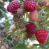 Raspberry Malling Promise - Summer Fruiting