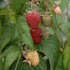 Raspberry Polka - Autumn Fruiting