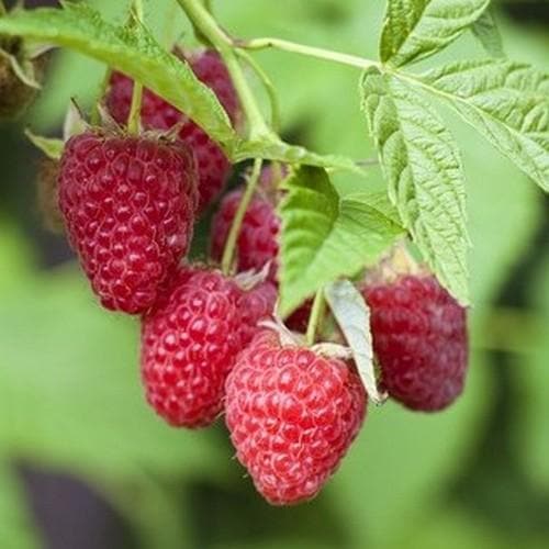 Raspberry Polka - Autumn Fruiting