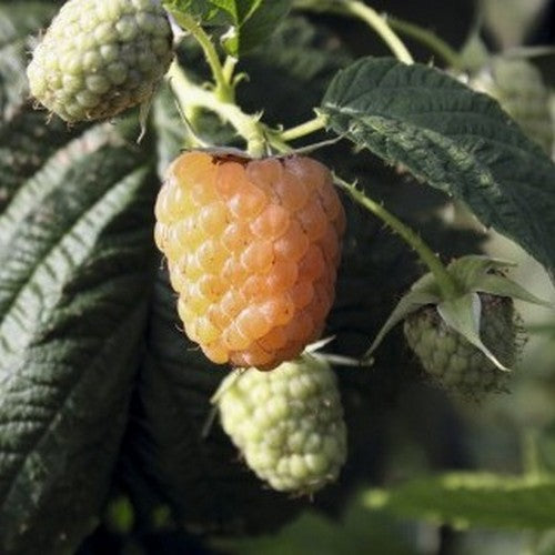 Raspberry Twotimer Sugana Yellow - Summer & Autumn Fruiting