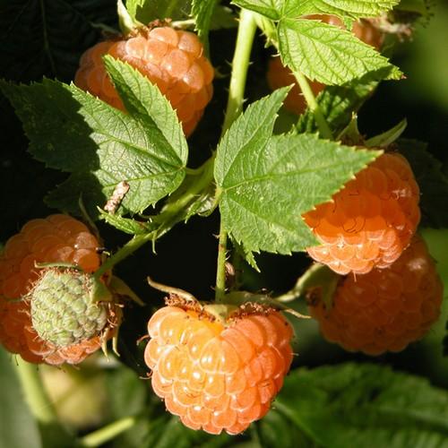 Golden Fall Raspberry Raspberry All Gold (Fall Gold) - Autumn Fruiting – Future Forests