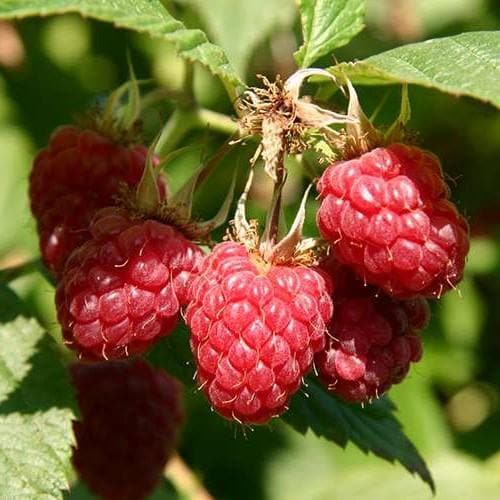 Malu Raspberry Variety Raspberry Malling Jewel - Summer Fruiting – Future Forests